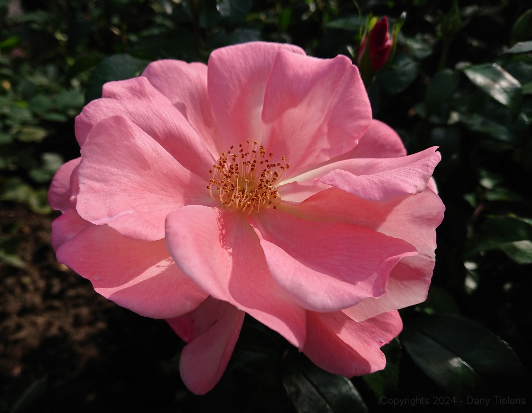 Rosa - Roseromantic 2018 - 01.jpg